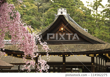 Weeping cherry blossoms in full bloom Weeping cherry blossoms in full bloom 114562275