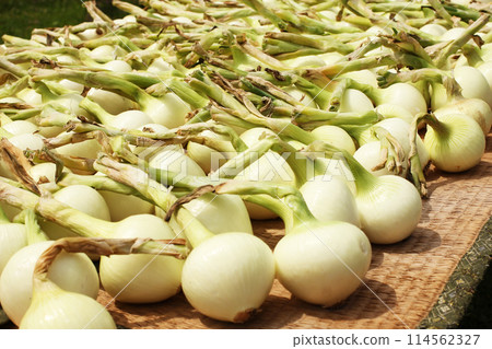 Harvested onion 114562327