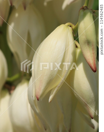 絲蘭的花 絲蘭的花 114562485