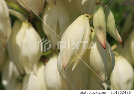 絲蘭的花 絲蘭的花 114562486