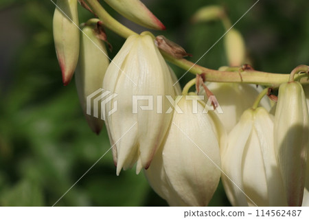 絲蘭的花 114562487