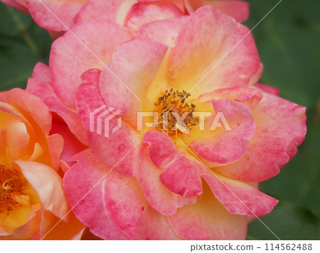 rose rose 114562488
