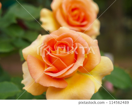 rose rose 114562489