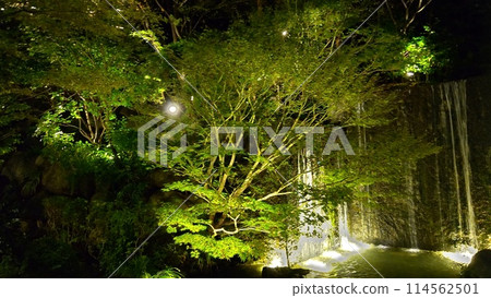 Illumination of the trees in the garden of Hotel Gajoen 114562501