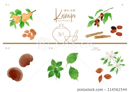Herbal medicine vector illustration set 5 (apricot kernel, mulberry, reishi, shiso, Sanshishi) Herbal medicine vector illustration set 5 (apricot kernel, mulberry, reishi, shiso, Sanshishi) 114562544
