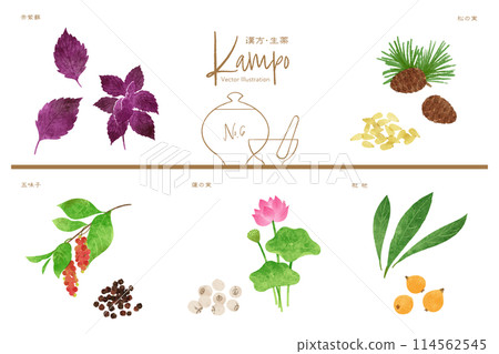 Herbal medicine vector illustration set 6 (red shiso, pine nuts, schisandra, lotus seeds, loquat) 114562545