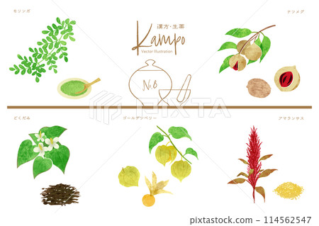 Herbal medicine vector illustration set 8 (moringa, nutmeg, dokudami, goldenberry, amaranth) 114562547