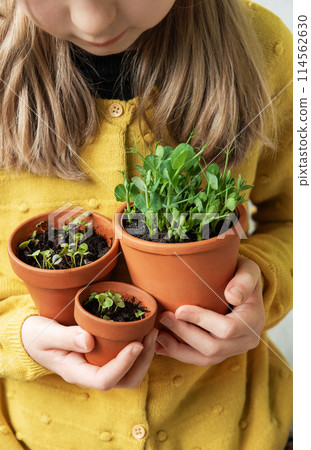 Littlr Girl Holding Three Potted Plants Littlr Girl Holding Three Potted Plants 114562630