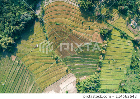 Aerial view of harvested rice terraces in rural Asia during late afternoon. Philippines, Palawan Aerial view of harvested rice terraces in rural Asia during late afternoon. Philippines, Palawan 114562648