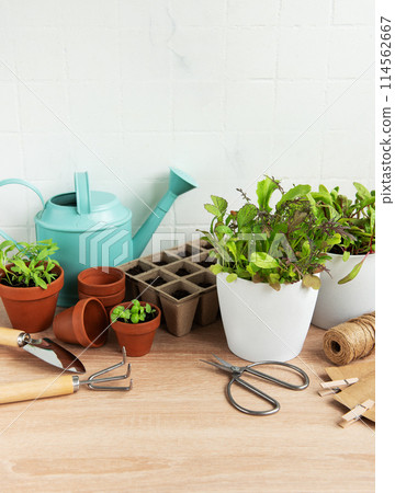 Indoor Herb Garden Kit With Fresh Green Plants and Gardening Tools Indoor Herb Garden Kit With Fresh Green Plants and Gardening Tools 114562667