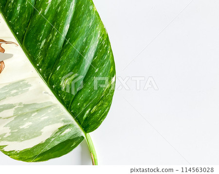 Epipremnum Pinnatum Variegate Leave on the white background Epipremnum Pinnatum Variegate Leave on the white background 114563028