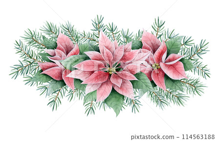 Pine branches with poinsettia Christmas flowers in pink and green colors watercolor illustration isolated on white in retro vintage style. Winter holidays bouquet for horizontal greeting banner 114563188