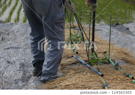Two weeks after planting in the watermelon field, the windbreak lanterns were removed. 114563305