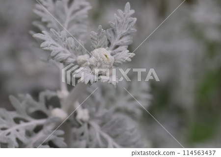 春天花園裡生長的白斑植物的葉子和花的小芽 春天花園裡生長的白斑植物的葉子和花的小芽 114563437