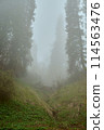Tall spruce trees in a foggy mossy forest 114563476