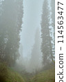 Tall spruce trees in a foggy mossy forest 114563477