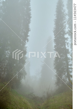Tall spruce trees in a foggy mossy forest Tall spruce trees in a foggy mossy forest 114563477