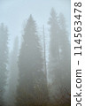 Tall larch trees in a foggy forest create a grey atmospheric phenomenon 114563478