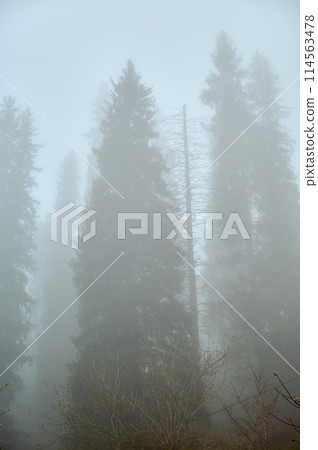 Tall larch trees in a foggy forest create a grey atmospheric phenomenon 114563478