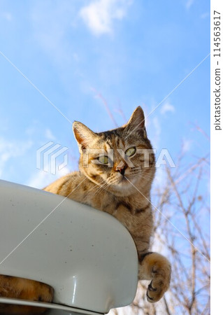 A stray cat riding on the roof of a car under the blue sky A stray cat riding on the roof of a car under the blue sky 114563617