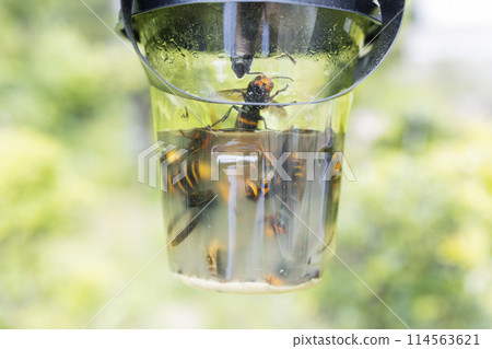 麻雀蜜蜂捕手 114563621