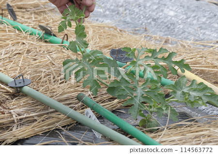 Two weeks after planting in the watermelon field, the tops are pinched off. 114563772