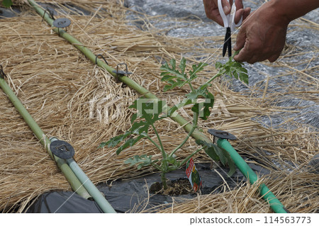 西瓜田種植兩週後，將莖拔除。 114563773