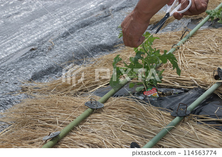 西瓜田種植兩週後，將莖拔除。 114563774