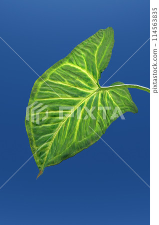 Leaves against the sky Leaves against the sky 114563835
