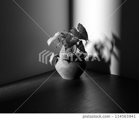 Potted flower in the corner Potted flower in the corner 114563941