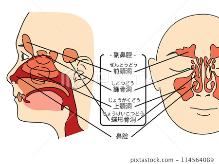 向量繪製的鼻腔前部和輪廓的彩色插圖 114564089