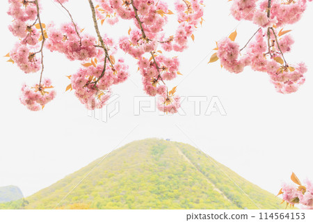 榛名山、榛名山、榛名湖、重瓣櫻花 114564153