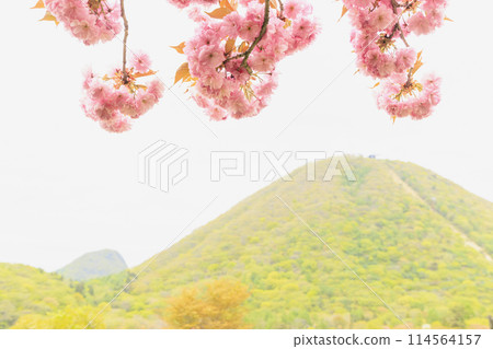 榛名山、榛名山、榛名湖、重瓣櫻花 榛名山、榛名山、榛名湖、重瓣櫻花 114564157