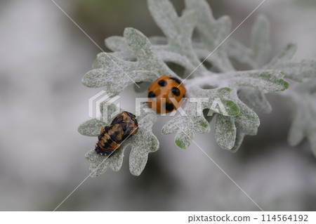 春天花園裡盛開的白斑樹的葉子上棲息著瓢蟲和蛹殼 114564192