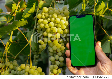 Farmer hand holding mobile phone with empty green chroma key screen. Mock up outside on farm agriculture concept. Green fresh grapes background. Harvesting technology 114564272