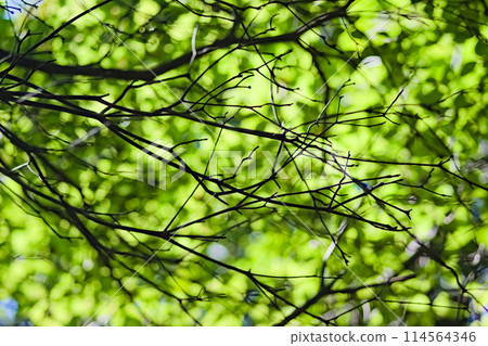 A photo of fresh greenery 114564346