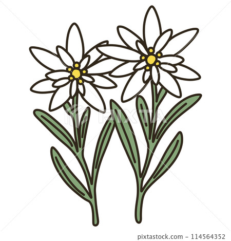 雪絨花 雪絨花 114564352