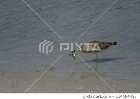 中國鷸吃螃蟹 中國鷸吃螃蟹 114564453