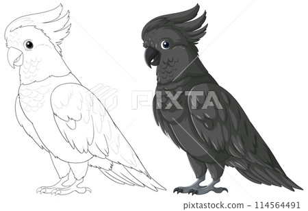 Black and White Cockatoo Illustrations 114564491
