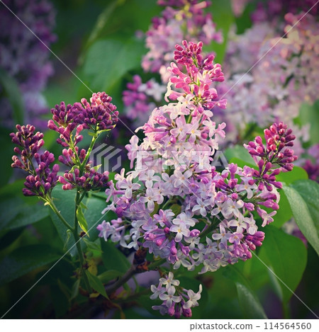 Beautiful blooming spring shrub. Purple lilac. (Syringa) Blurred natural green background. Beautiful blooming spring shrub. Purple lilac. (Syringa) Blurred natural green background. 114564560