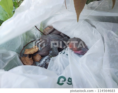 巢穴拆除後將被處理的“烏鴉雛鳥” 114564683