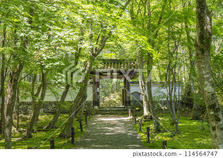 Kyoto: Jizo-in Temple (Takedera Temple) Main Gate Surrounded by Fresh Greenery 114564747
