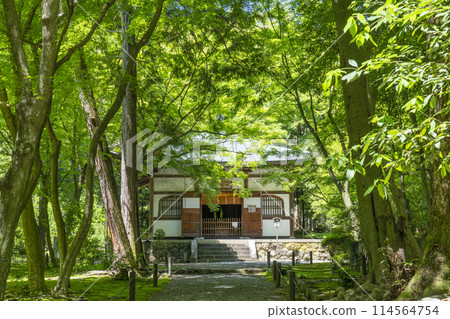 Kyoto: Jizo-in Temple (Takedera Temple) Main Hall surrounded by fresh greenery Kyoto: Jizo-in Temple (Takedera Temple) Main Hall surrounded by fresh greenery 114564754