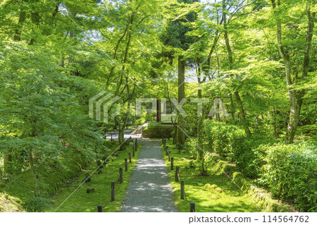 Jizo-in Temple (Takedera Temple) in Kyoto, surrounded by fresh greenery - Main hall seen from the inner gate 114564762