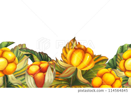 Watercolor hand drawn seamless border with forest orange cloud berry set with berries, leaves. Botanical forest berry illustration on white isolated background. Good for decor and greeting cards, as Watercolor hand drawn seamless border with forest orange cloud berry set with berries, leaves. Botanical forest berry illustration on white isolated background. Good for decor and greeting cards, as 114564845