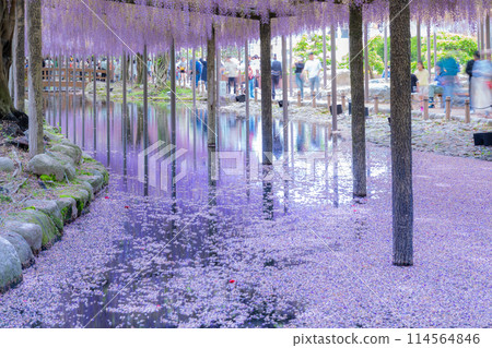 Wisteria trellis and flower rafts at Tennogawa Park, Tsushima City, Aichi Prefecture Wisteria trellis and flower rafts at Tennogawa Park, Tsushima City, Aichi Prefecture 114564846