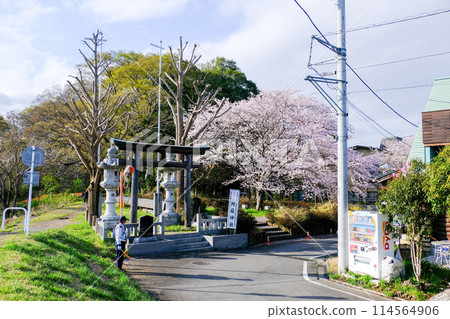 Aso Shrine, Spring, Hamura City, Tokyo 114564906