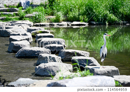 A heron standing on one leg on a stepping stone A heron standing on one leg on a stepping stone 114564959