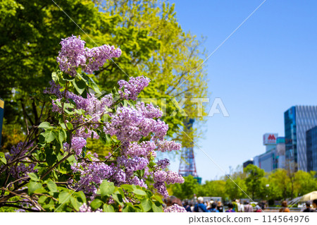 Sapporo Odori Park TV Tower Lilac Lilac Sapporo Odori Park TV Tower Lilac Lilac 114564976
