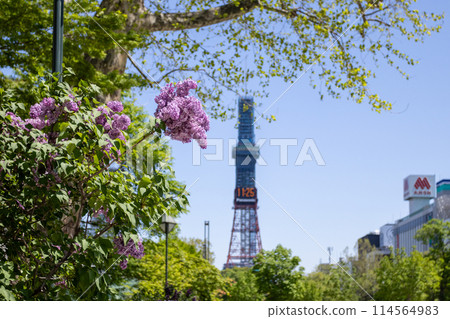 札幌大通公園電視塔 丁香莉拉 札幌大通公園電視塔 丁香莉拉 114564983